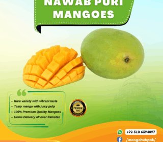 Nawab Puri - 10KG